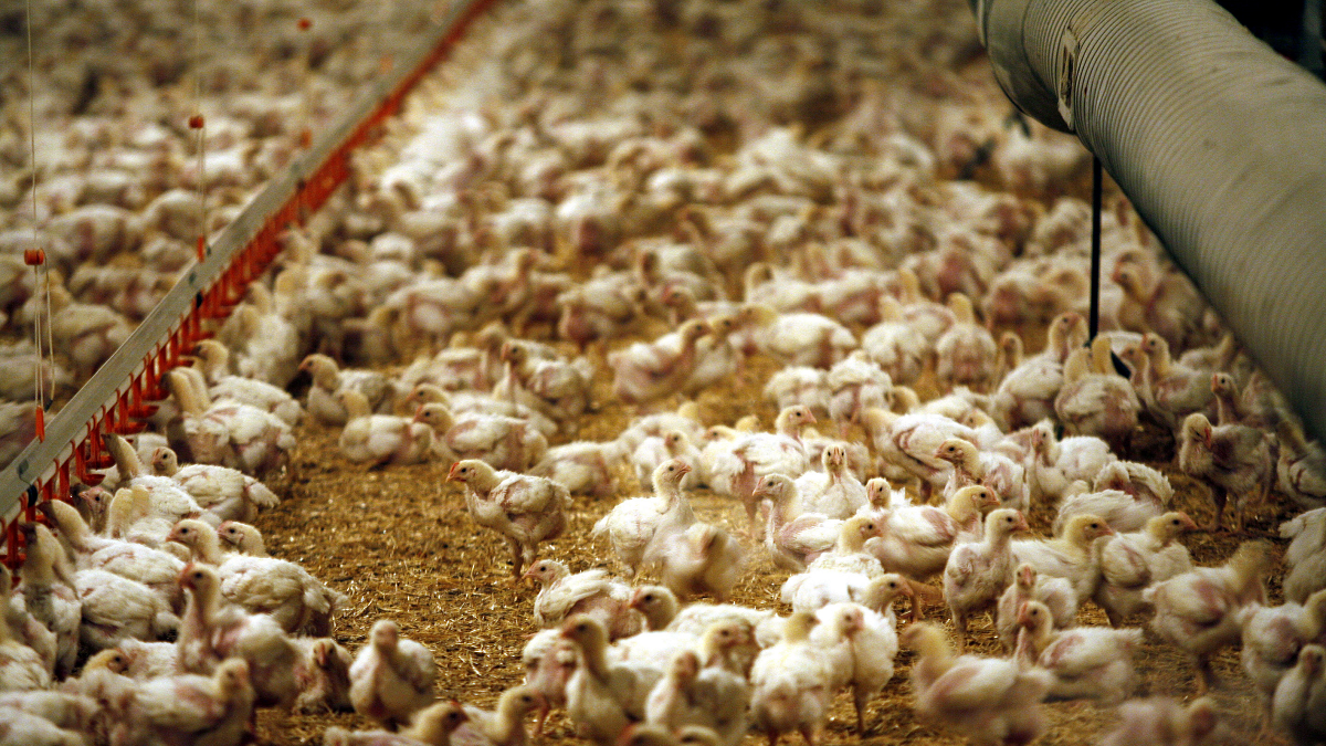 Pollos en una explotación avícola de Castilla y León. Eduardo Margareto / ICAL .