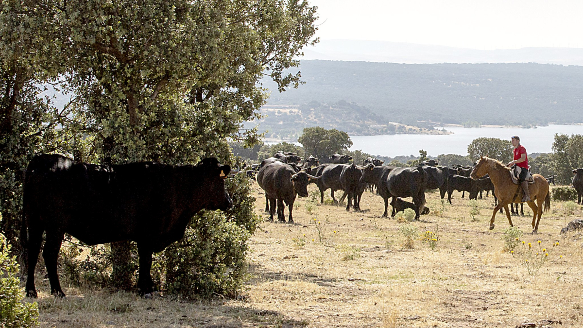 Ejemplares de avileña-negra ibérica en una finca de Cardeñosa (Ávila) amparados por la IGP Carne de Ávila.