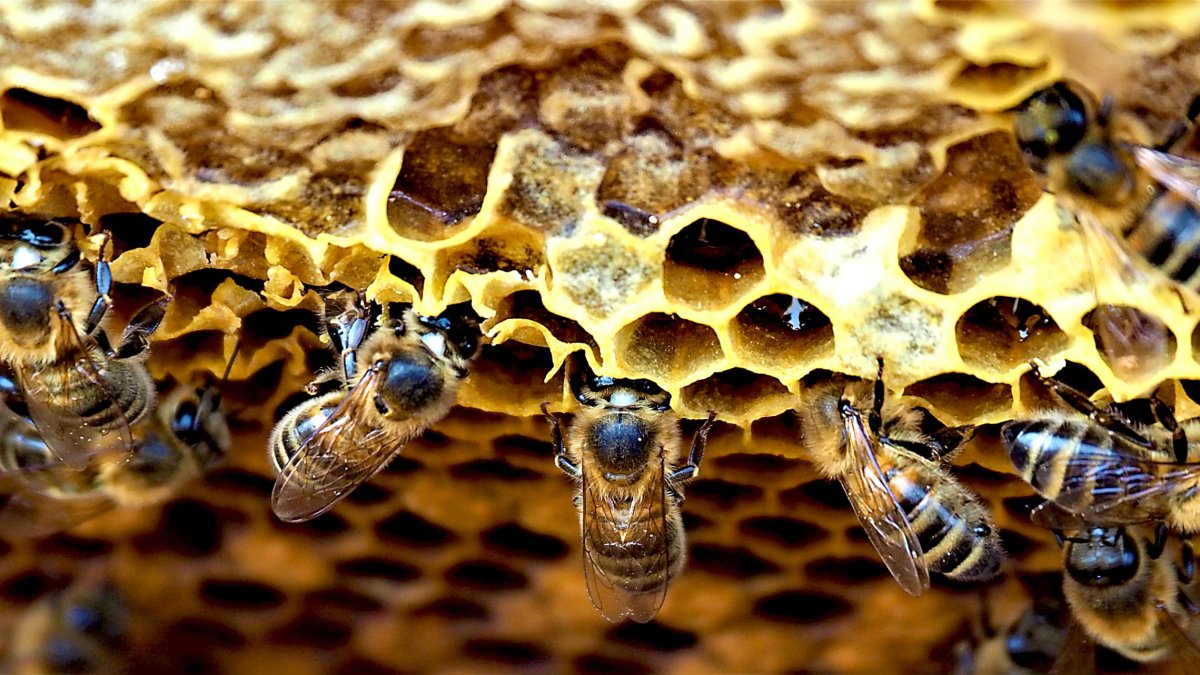 Abejas obreras acondicionan las celdas en el interior de un panal.