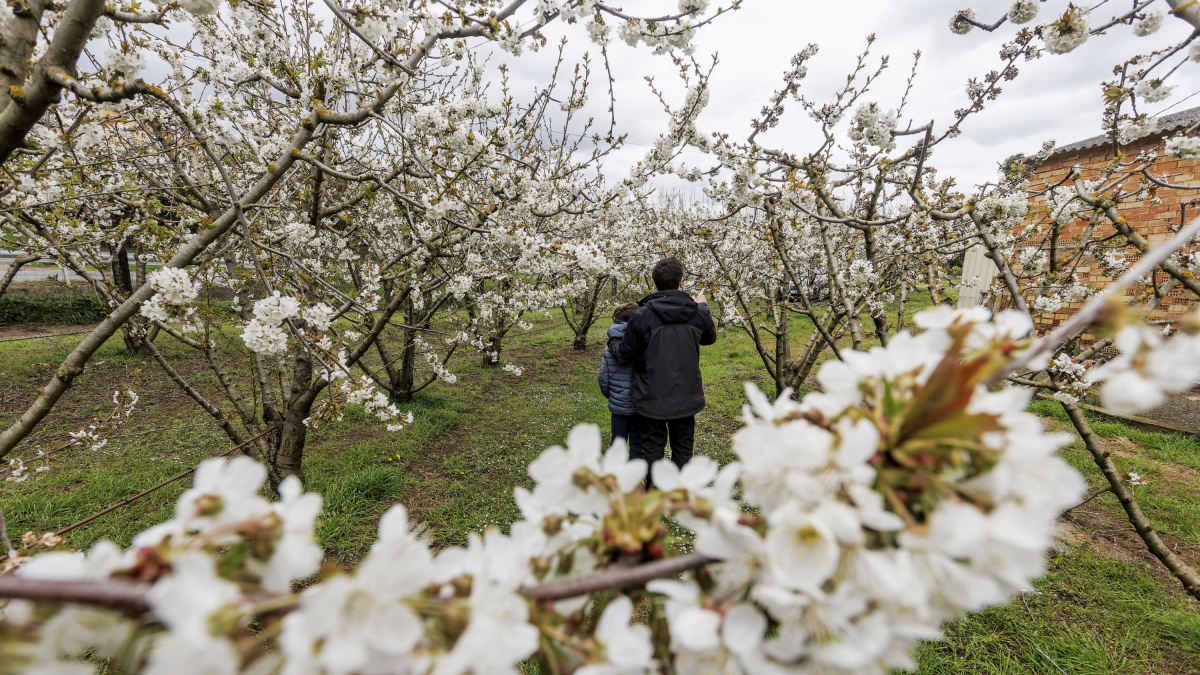 Finca de cerezos en flor en Salas de Bureba