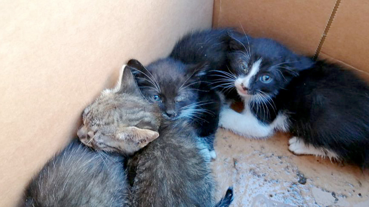 Gatos abandonados de la Protectora de Animales Scooby.