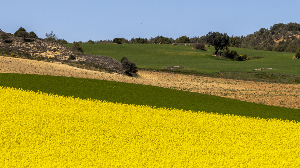 Los campos de colza en la zona de San Esteban de Gormaz llaman la atención por su intenso amarillo.