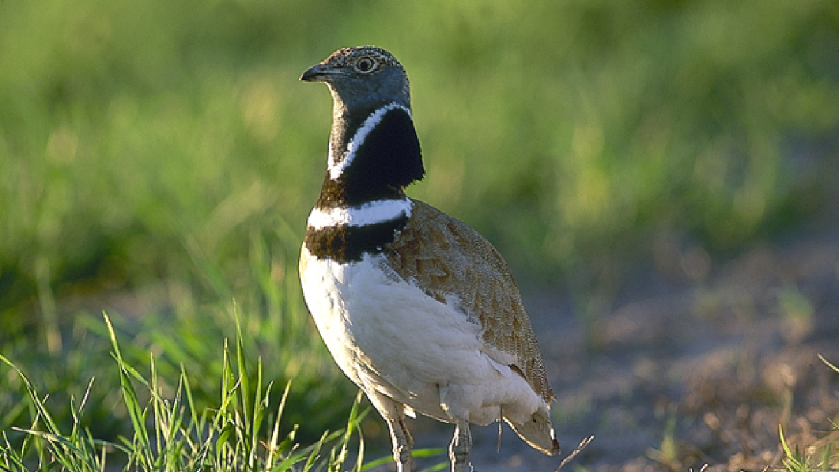 Un sisón común en una imagen de archivo.