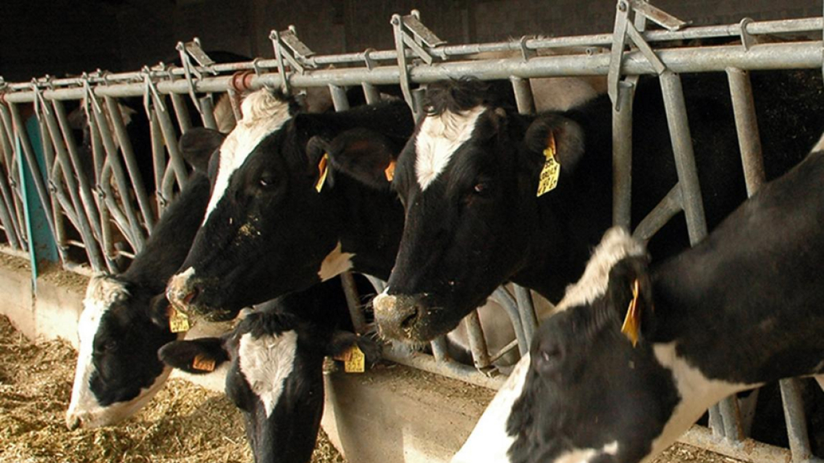 Vacas de la explotación de Ventosa de San Pedro