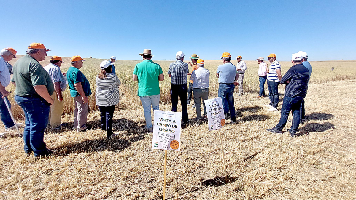 Un grupo de agricultores de la comarca de La Moraña visita los campos de ensayo de UPA en Ávila.