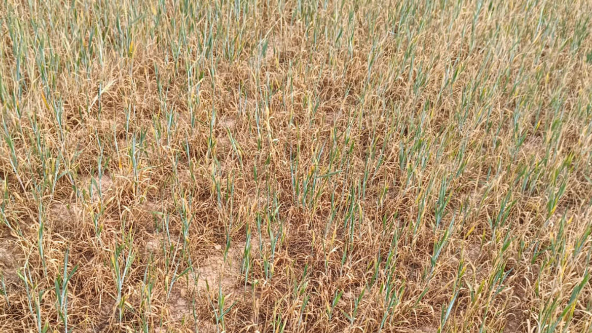 Así se encuentra el cereal en la comarca del Moncayo soriano rayana con Aragón.