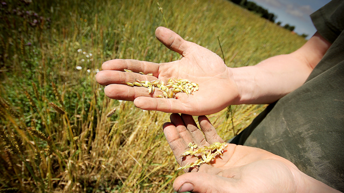 Un agricultor sostiene granos de cereal en una explotación agrícola.