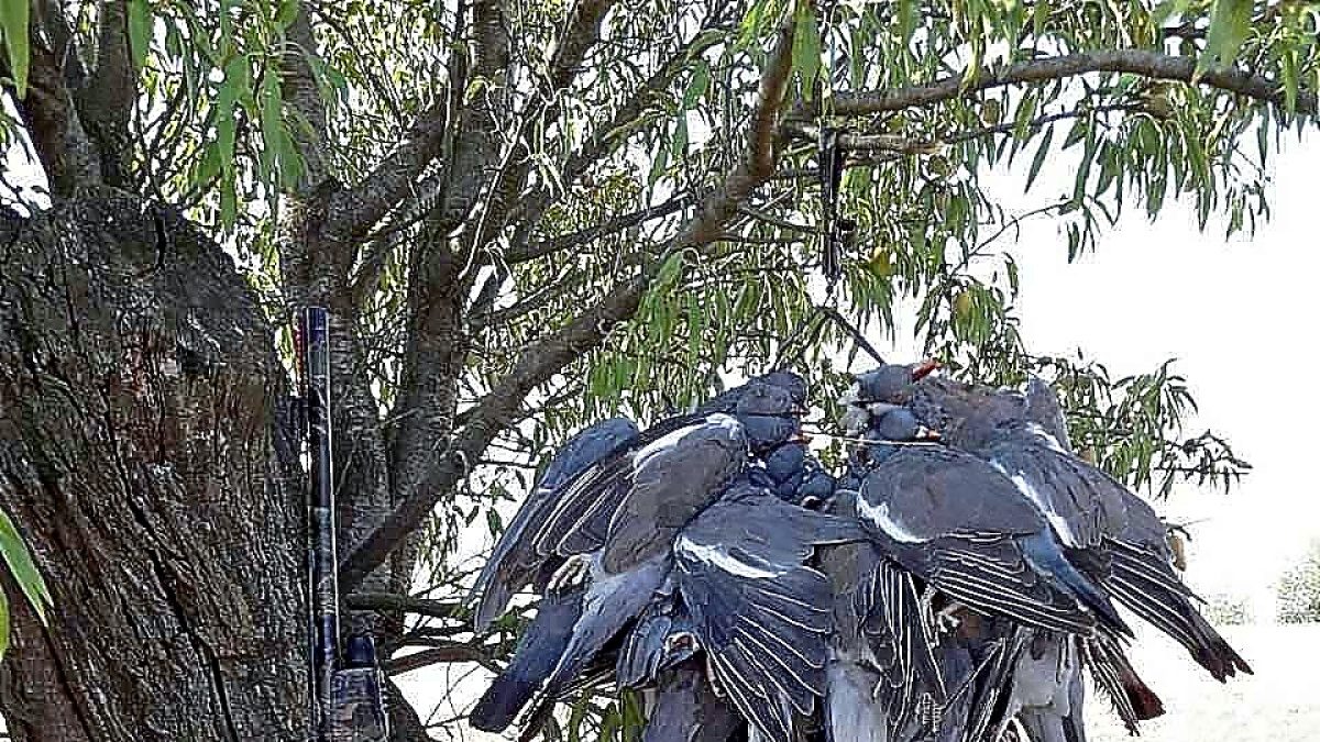 Palomas torcaces tras una jornada de caza.