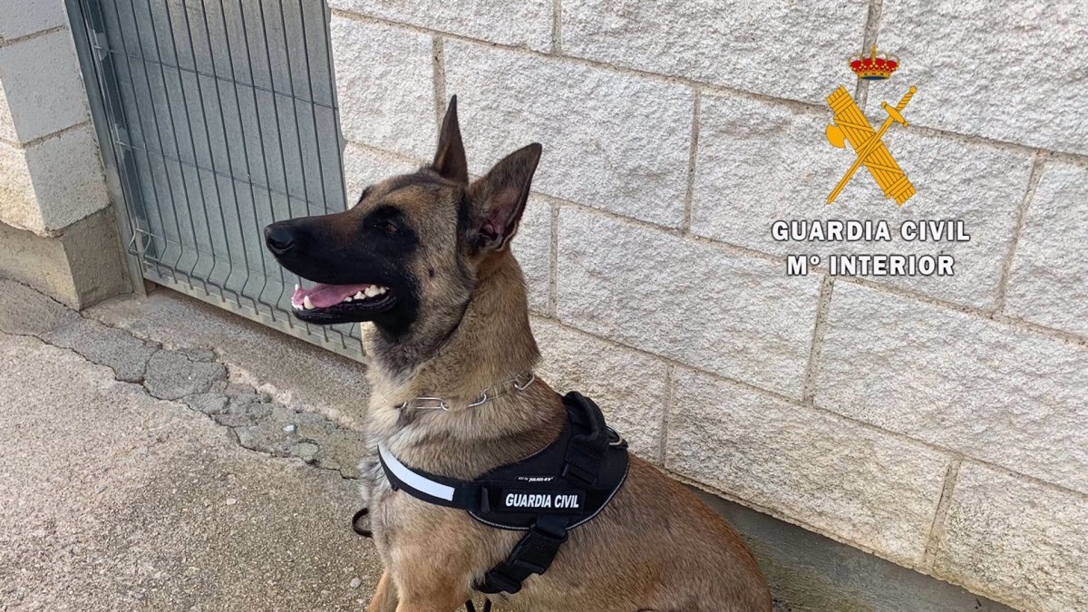 Perro perteneciente a la unidad canina del Centro Penitenciario De Cáceres. GUARDIA CIVIL 