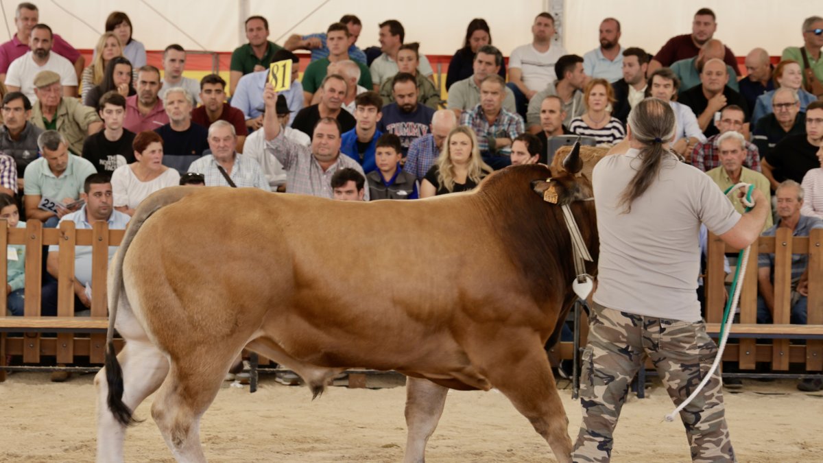 Subasta nacional de ganado Bovino Salamaq24