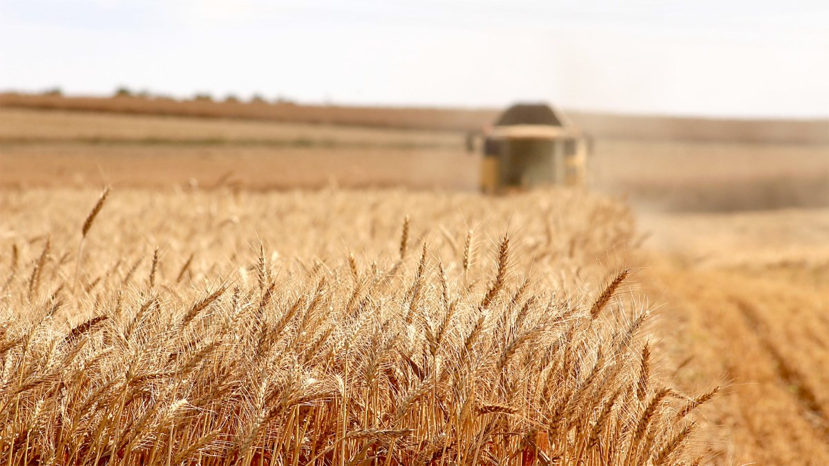 Campo de trigo en tiempo de cosecha.