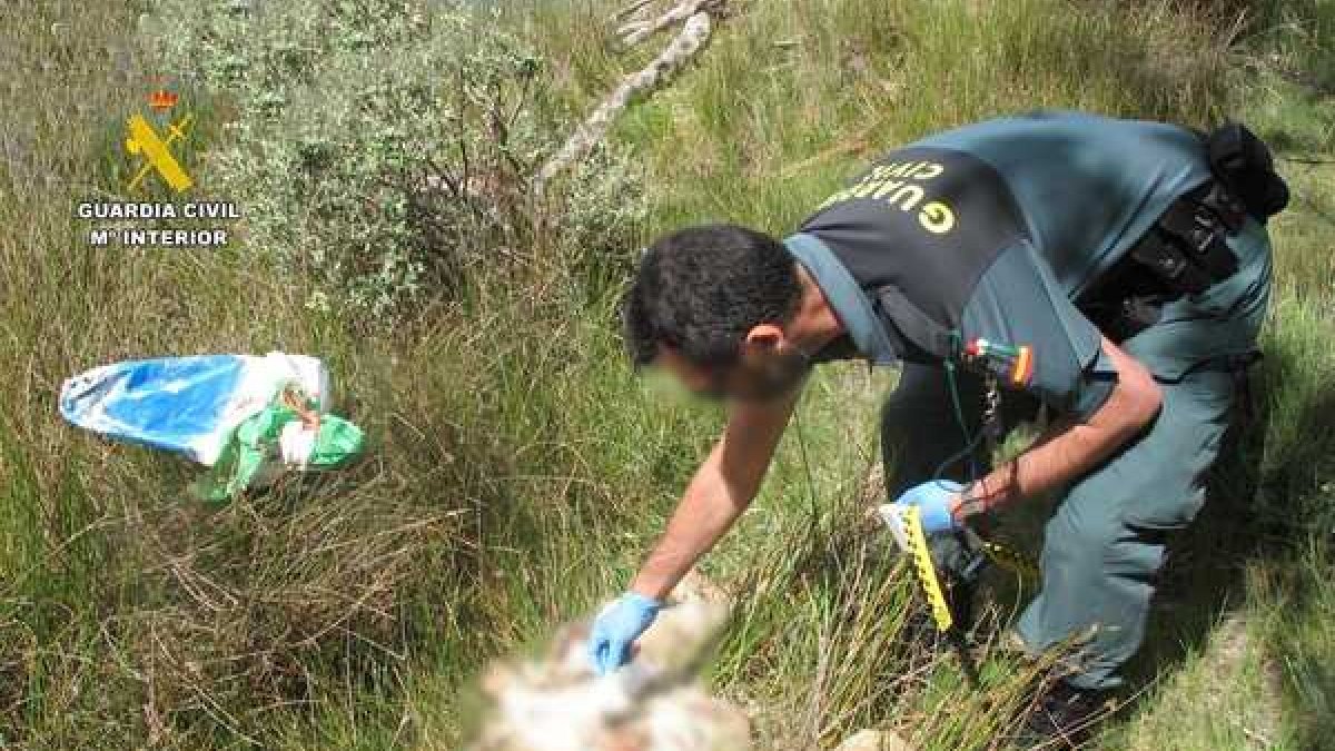 La Guardia Civil durante la investigación de la muerte de dos perros en Zamora.