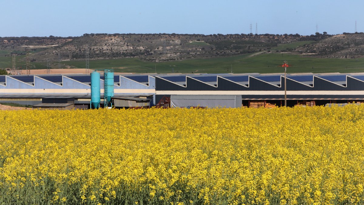 Parcelas cultivadas de colza en Fuentes de Valdepero, en la provincia de Palencia
