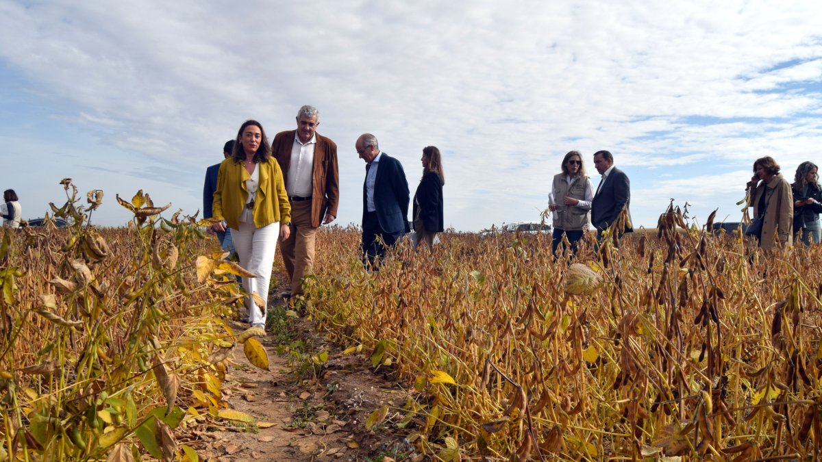 La consejera de Agricultura, Ganadería y Desarrollo Rural, María González Corral, visita los campos de ensayo de soja.