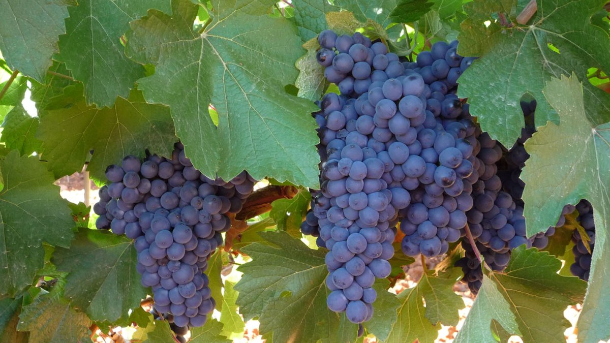 Uva de la variedad Prieto Picudo en una imagen de archivo.