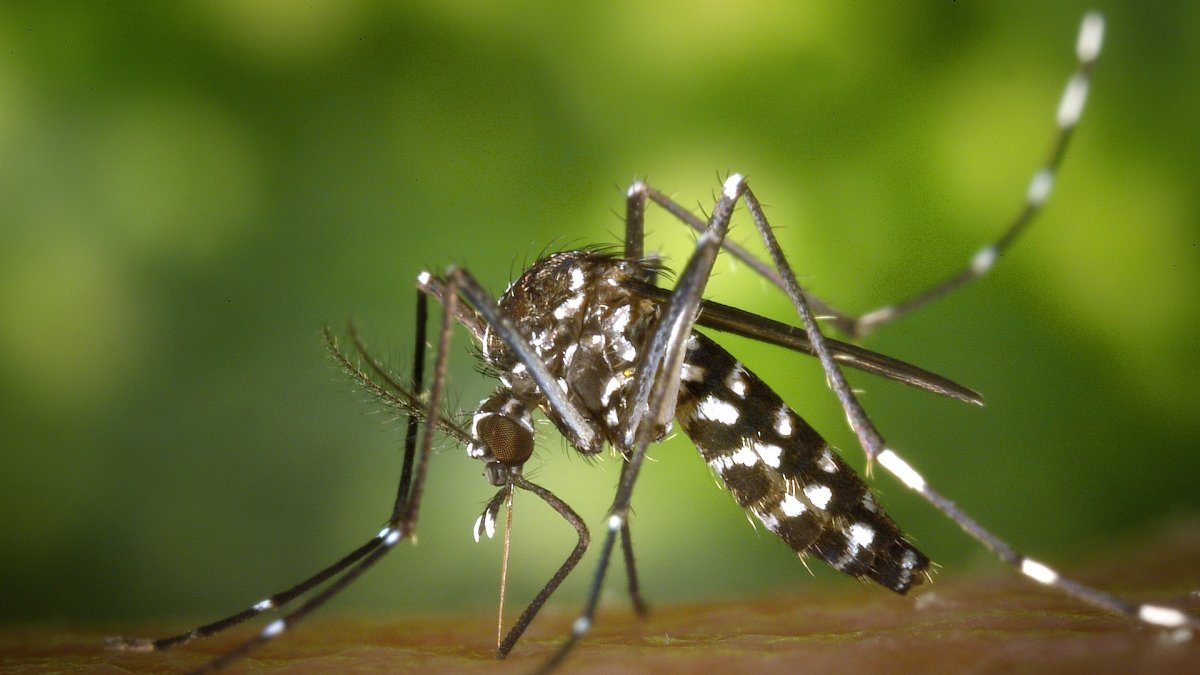 Imagen de archivo de un ejemplar de mosquito tigre.