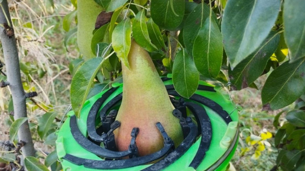 Herramienta Dendofruit de Agerpix para monitorizar el crecimiento de las frutas