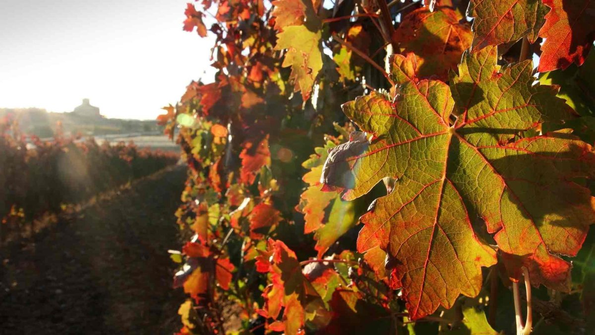 Viñedo en la Ribera del Duero