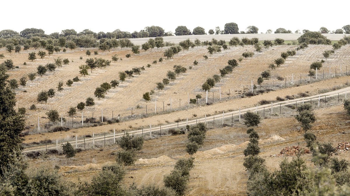 Plantación de encina micorrizada en la provincia de Soria