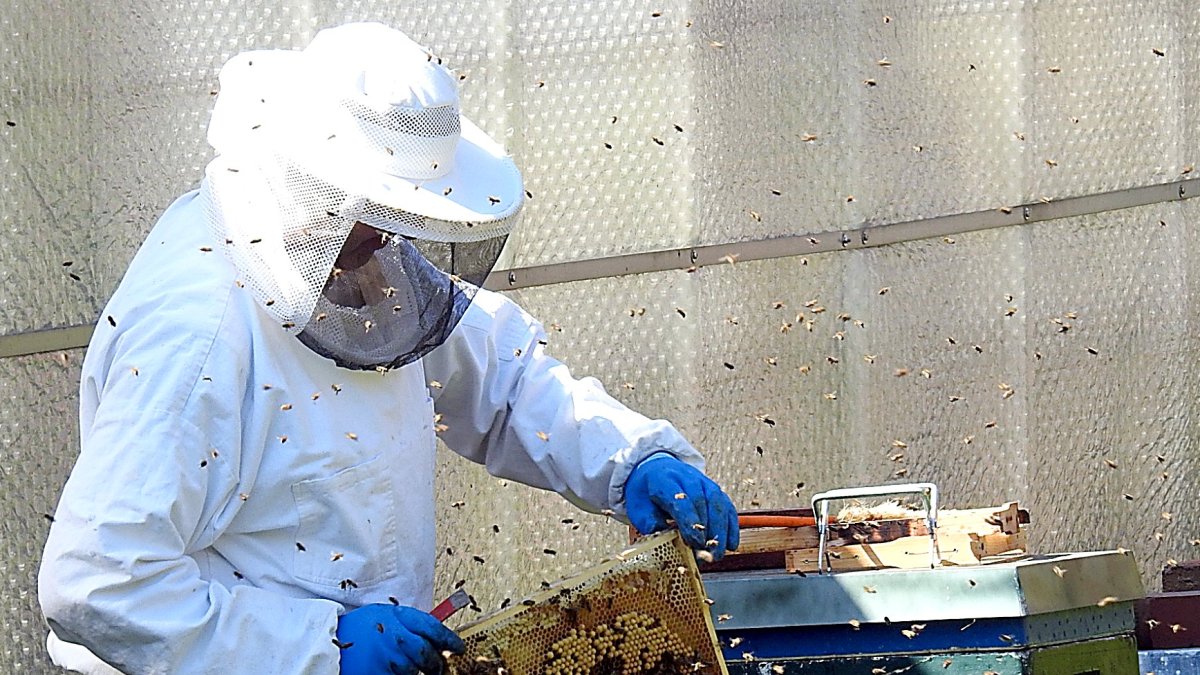 Un apicultor examina un panal de abejas en su colmenar.
