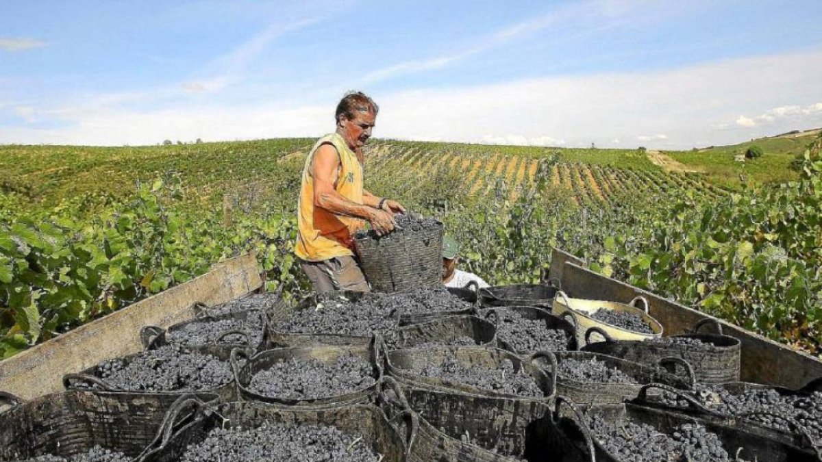 Un hombre carga cestos de uvas en viñedos del Bierzo en una imagen de archivo