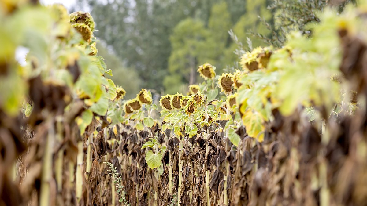 Finca de girasoles en la provincia de Soria. MARIO TEJEDOR