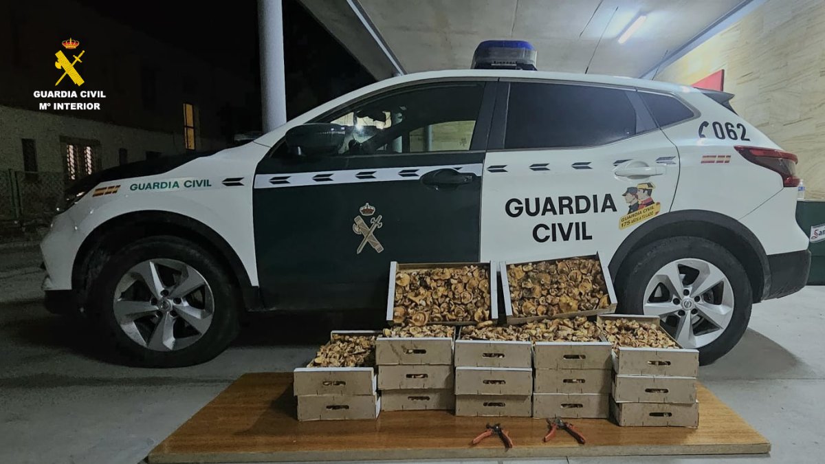Cajas de níscalos incautadas a los denunciados.