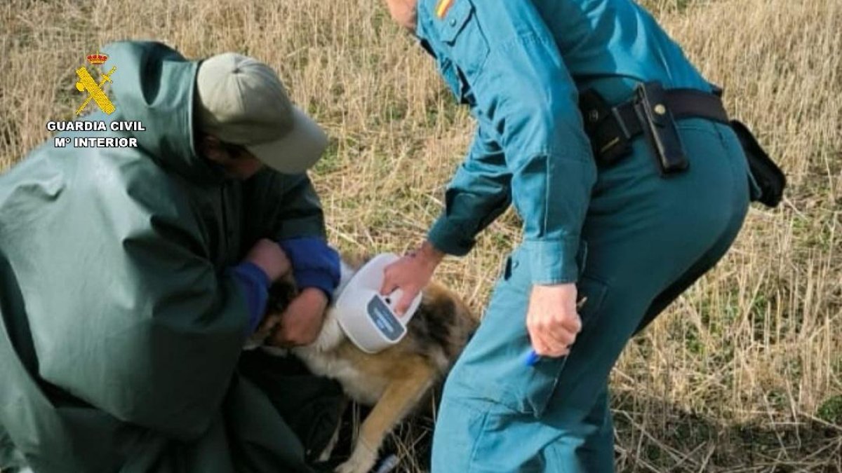 La Guardia Civil con el perro que causó la muerte a una persona en Barrios de la Vega.