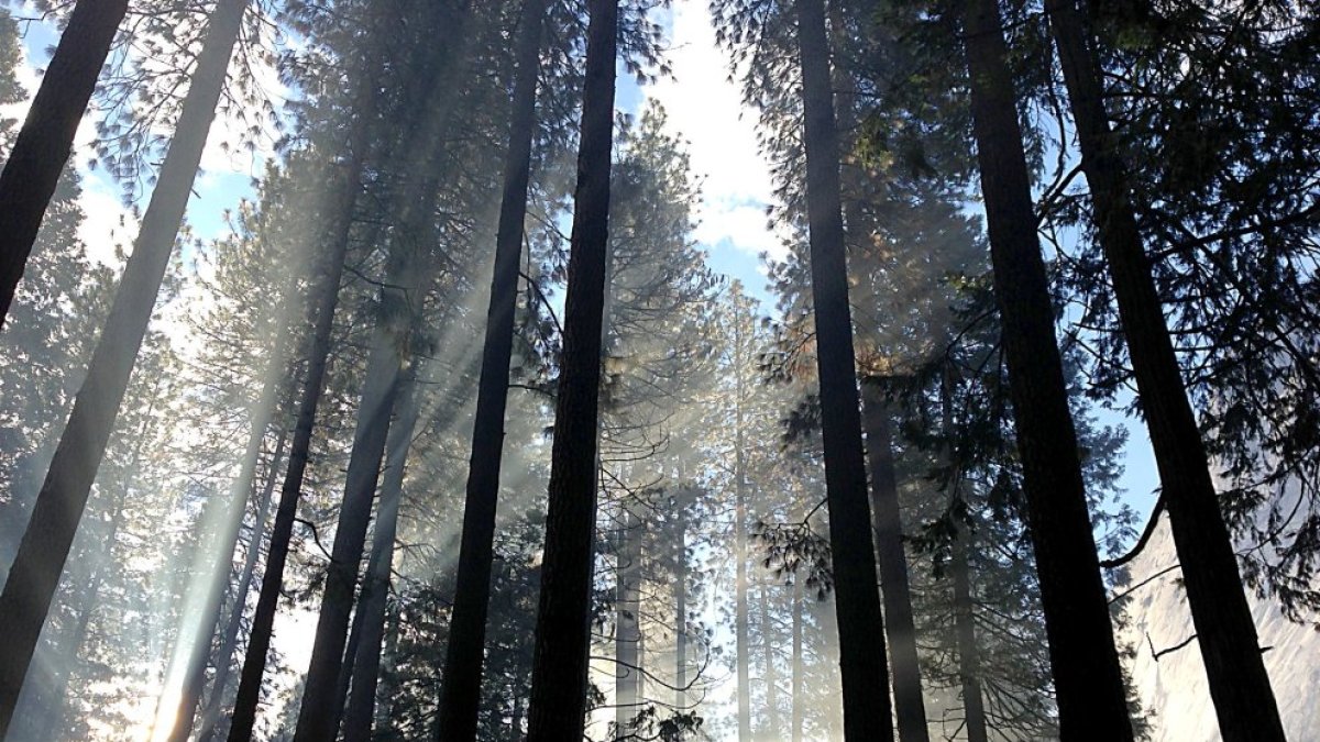 El bosque de coníferas cubre una gran extensión en Castilla y León con grandes posibilidades para la biomasa