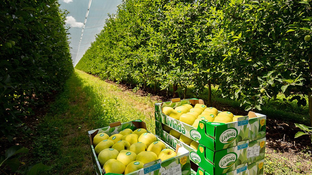 Manzanos de Nufri en su finca de La Rasa.