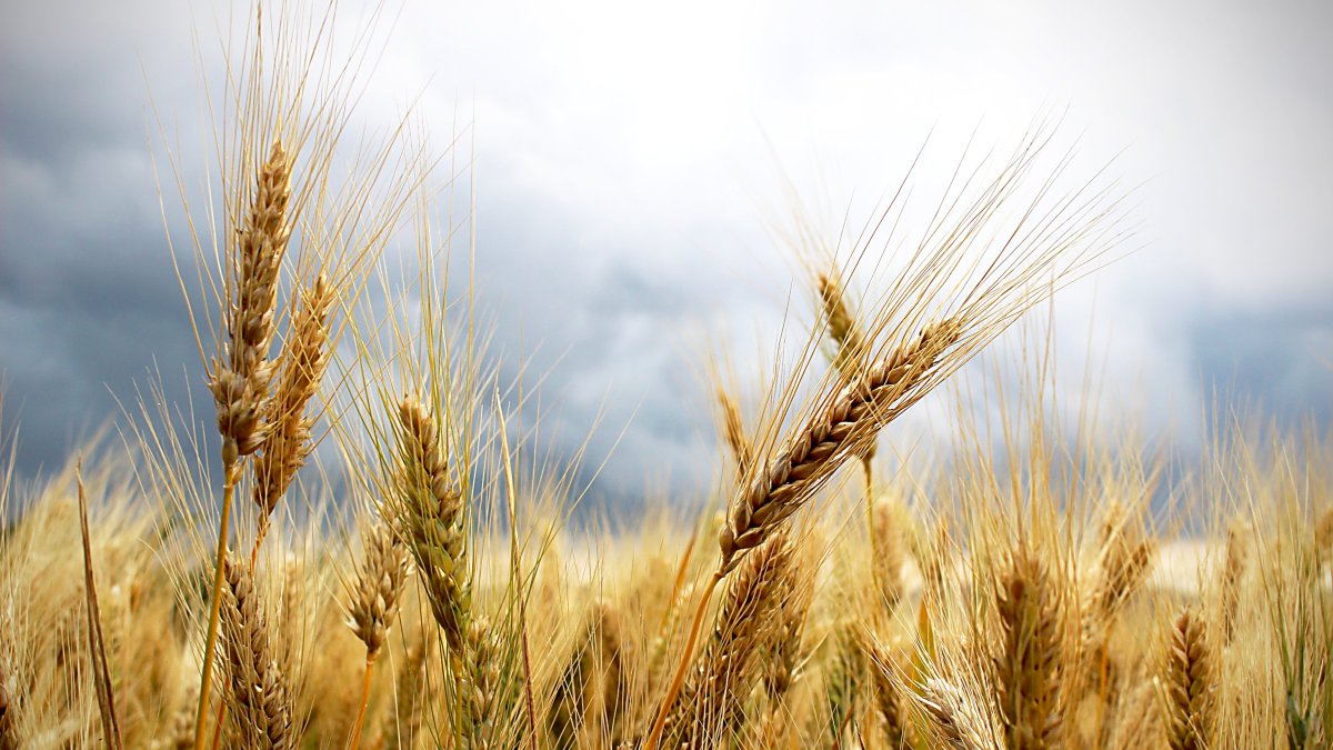 Amenaza de tormenta sobre un campo de cereal