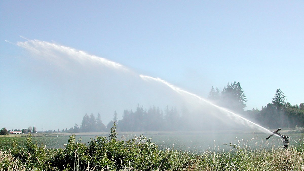 Un aspersor riega un campo de cultivo