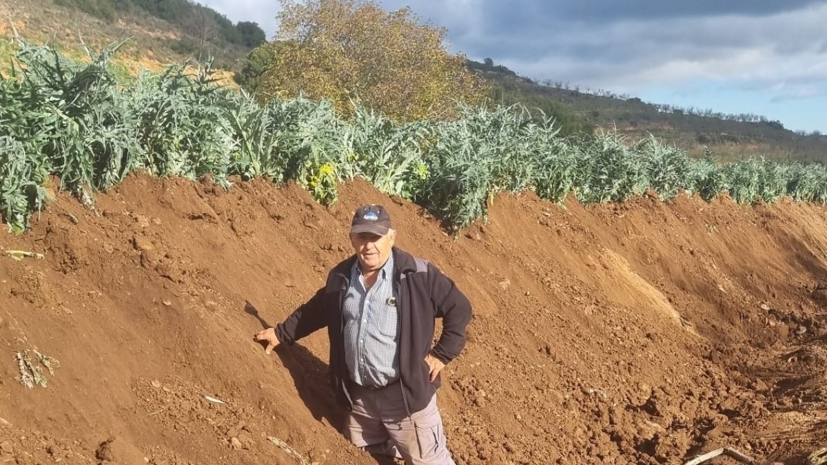 Pedro Sevillano junto a unos cardos de su finca, en Valverde, que le superan en altura