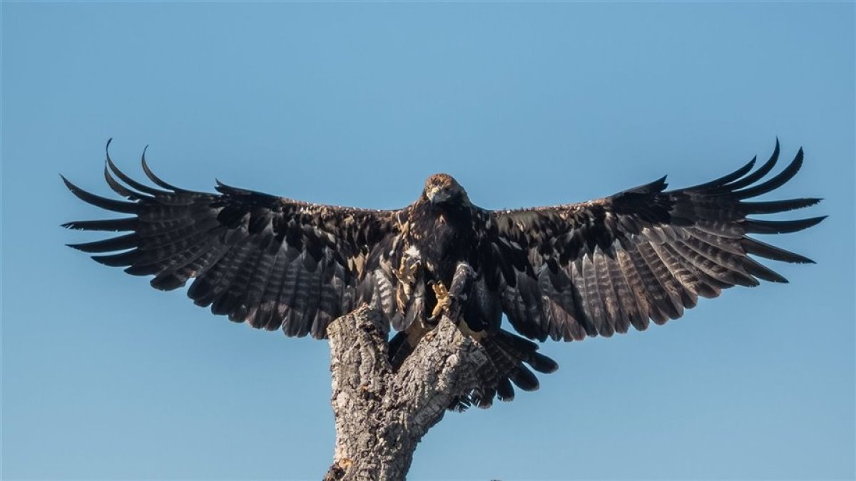 Un águila imperial en una imagen de archivo.