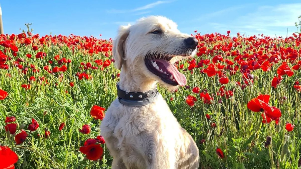 Max, el perro pastor ganador del concurso fotográfico 'Perritos en Adopción'