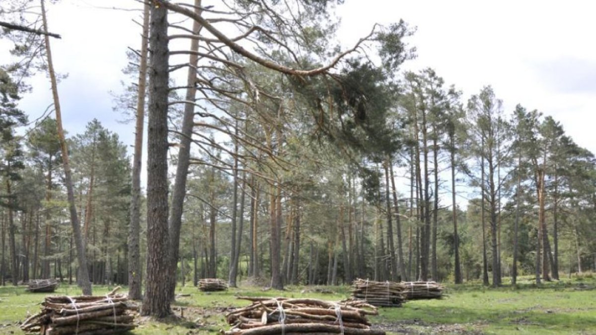 Fardos de madera atada en un monte de la provincia.
