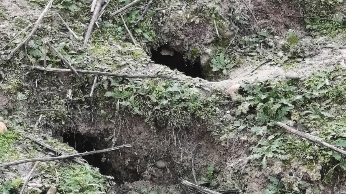 Huras de conejos en el término municipal de Villaldemiro (Burgos)
