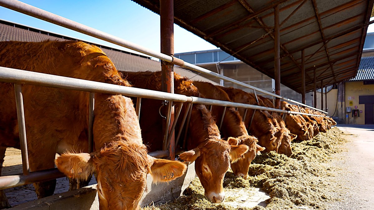 Terneras de carne se alimentan en el cebadero de una explotación ganadera