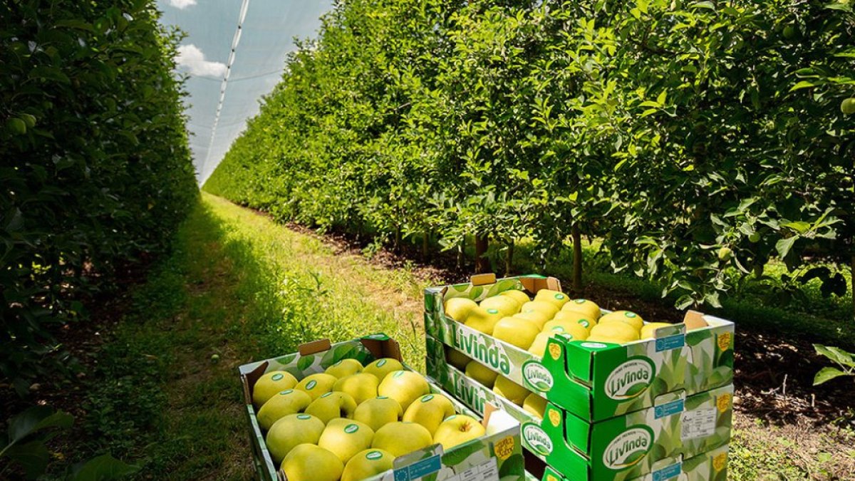 Manzanos de Nufri en su finca de La Rasa