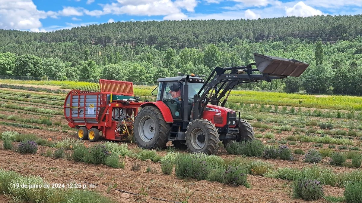 Cosechando lavanda de Sevilla en la parcela del Ceder