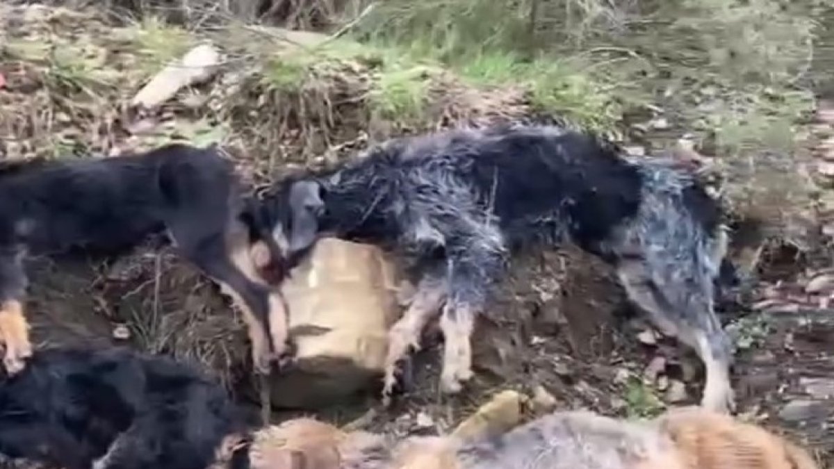 Imagen de los perros ahogados.