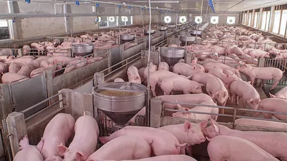 Macrogranja dedicada a la cría de cerdos, en una imagen de archivo