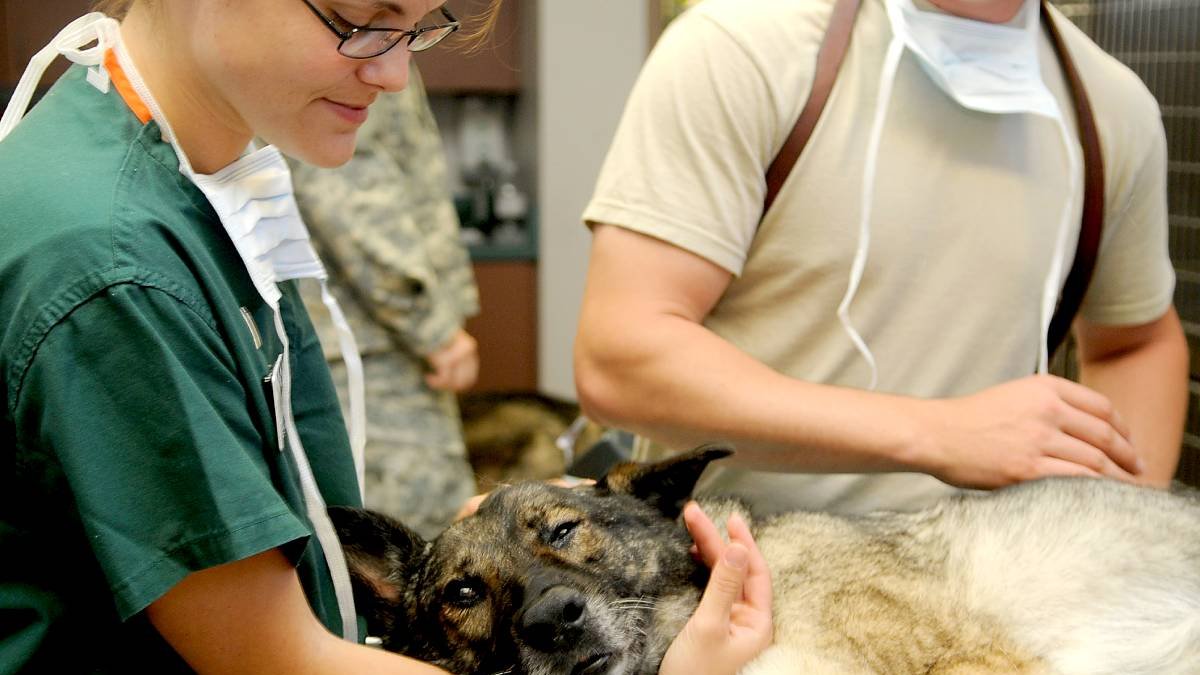 Un veterinario trata a una mascota en su clínica.
