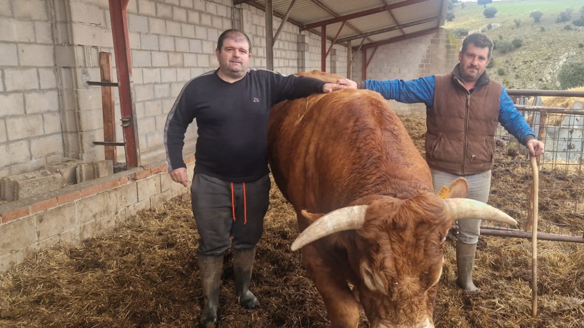 Los hermanos David y Daniel posan con sus vacas en Fuentenebro. ECB