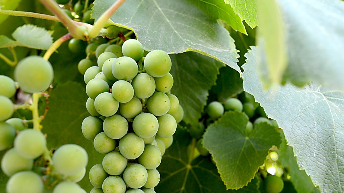 Racimos de uvas en un estado fenológico aún inmaduro.