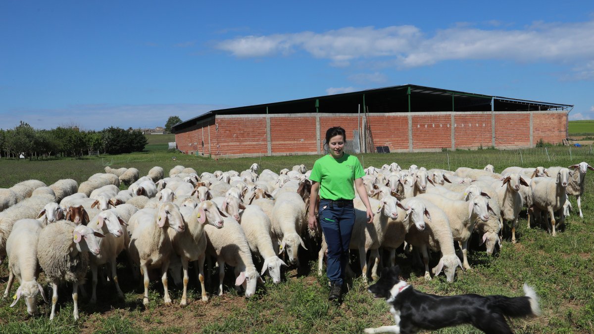 Explotación de ganado ovino de Nerea del Río en la localidad de Robladillo de Ucieza(Palencia).