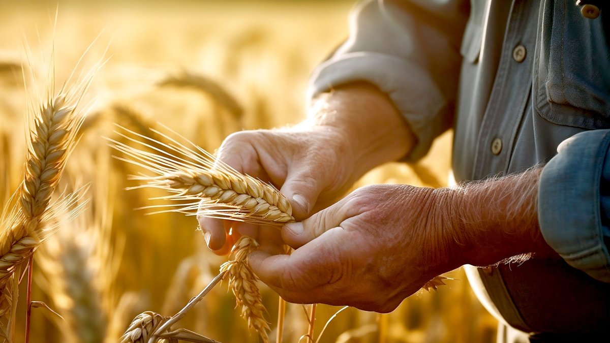 Un agricultor comprueba la calidad de su cultivo de cereal justo antes de la cosecha