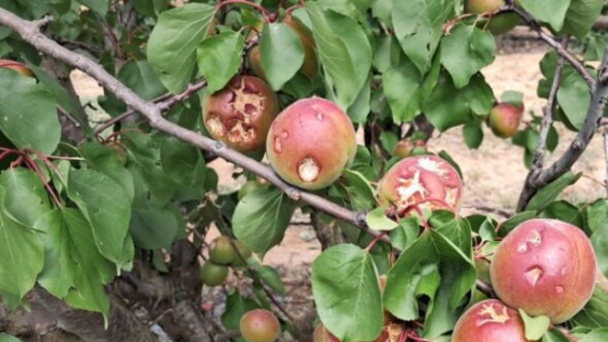 Árboles frutales dañados por pedriscos