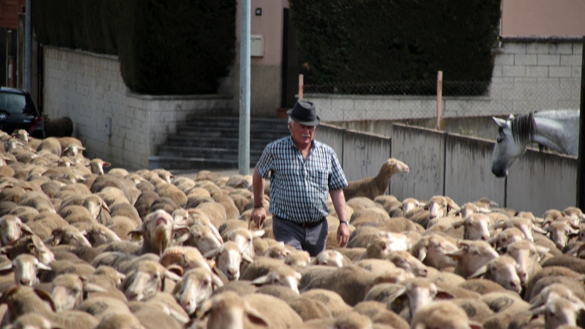 Un rebaño de 2.500 ovejas atraviesa León buscando pastizales al norte de la provincia