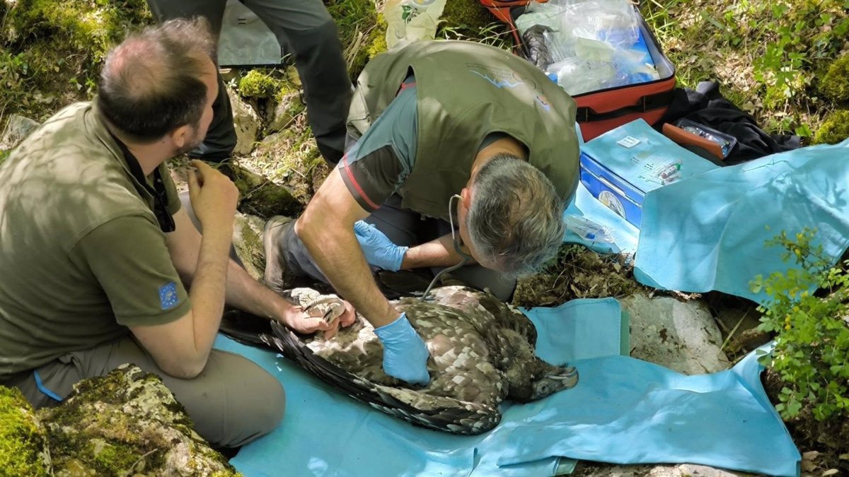 Agentes medioambientales con un quebrantahuesos.